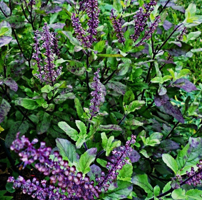 VibeX Krishna Tulsi Seed Seed(250 per packet)