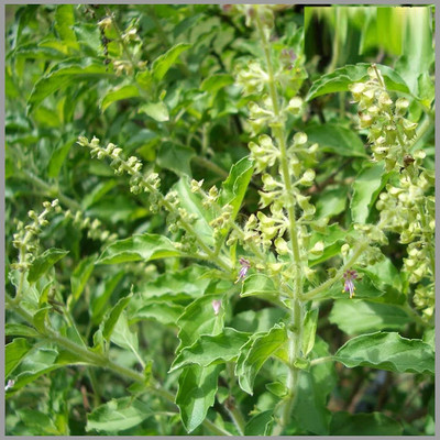 VibeX Kapoor Tulsi Seed(50 per packet)