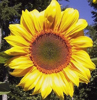 VibeX Sunflower Seed(1000 per packet)