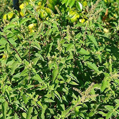 VibeX Basil Seed(500 per packet)