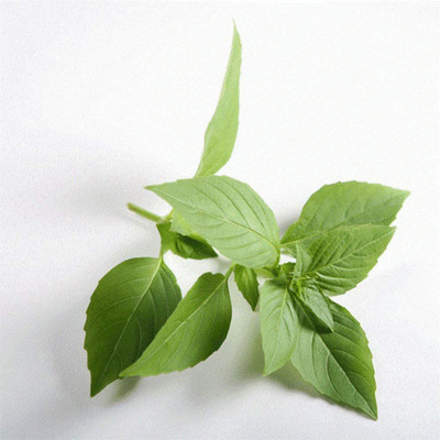 CYBEXIS Lemon Thai Basil Seed(4500 per packet)