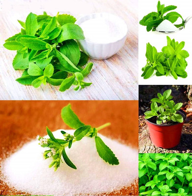 VibeX Stevia Seed(50 per packet)