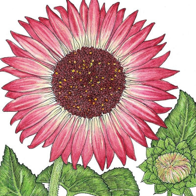 VibeX Sunflower Seed(250 per packet)