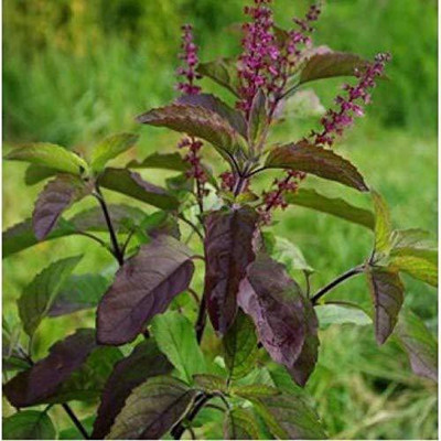 VibeX Krishna Tulsi Seed(5 per packet)