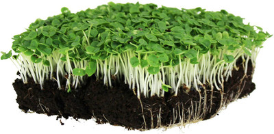 WILLVINE Basil Seed(200 per packet)