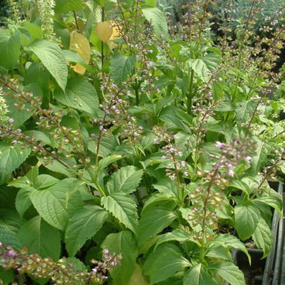 VibeX Basil Seed(50 per packet)