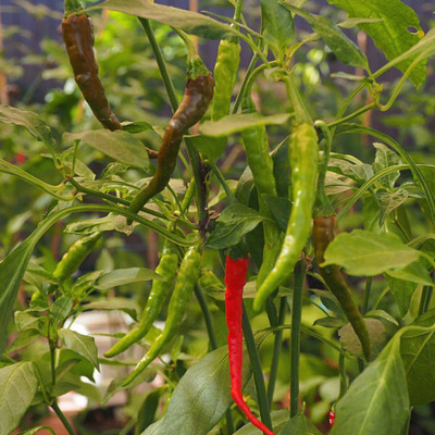 Sjeme Chilli Seed(80 per packet)