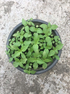 VibeX Rama Tulsi Seed(5 per packet)