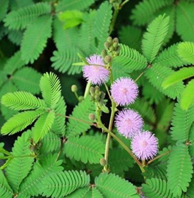 Biosnyg Mimosa pudica,Sensitive Plant,Tickle me 1gm Seeds Seed(1 g)