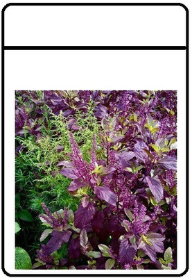 VibeX Krishna Tulsi Seed(100 per packet)