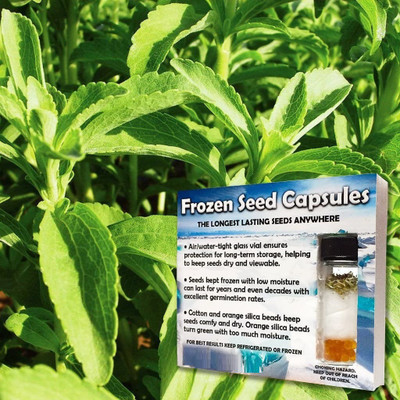 WILLVINE ™Candy Stevia Seeds (Stevia rebaudiana 'Candy') Seed(1000 per packet)
