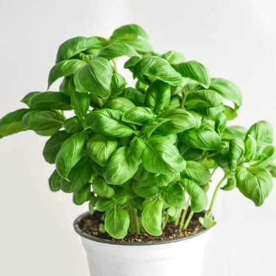 VibeX Basil Seed(100 per packet)