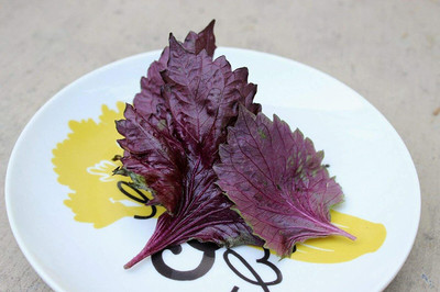 VibeX Basil Seed(500 per packet)