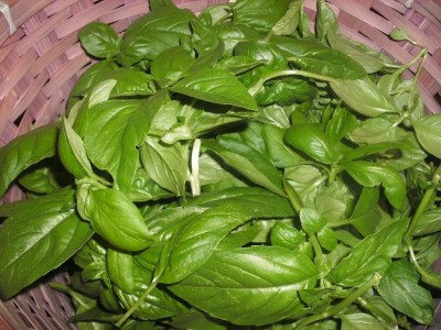 Biosnyg Basil Italian Large Leaf Seeds 10gm Seeds Seed(10 g)