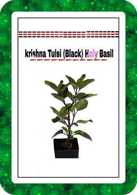 WILLVINE ™Natural Krishna Tulsi Beej/Tulsi Bij/Basil Seed/Ocimum Sanctum / तुलसी बीज Seed(2500 per packet)