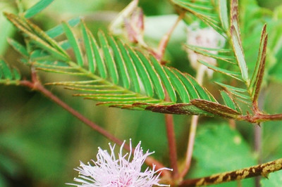 VibeX Mimosa Pudica Seed(100 per packet)