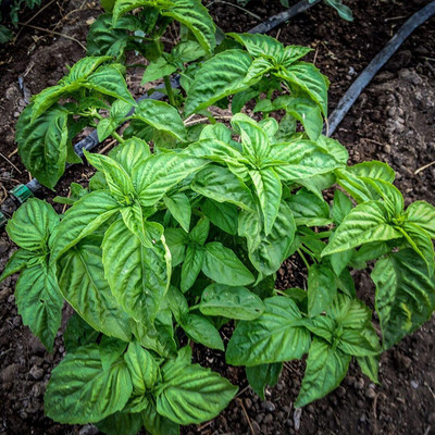 WILLVINE Basil Seed(200 per packet)