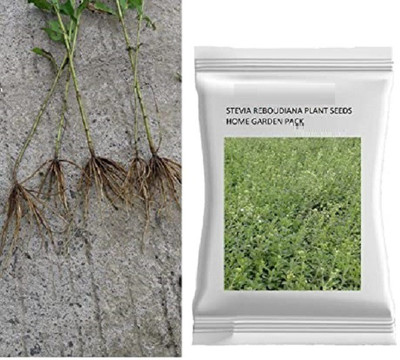 VibeX Stevia Seed(100 per packet)