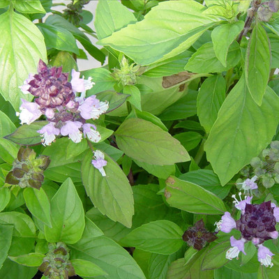 Biosnyg Herb Seeds Cinnamon Basil Seeds (Ocimum basilicum) 250 Seeds Seed(250 per packet)
