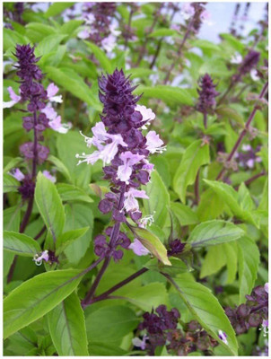 VibeX Basil Seed(5 per packet)