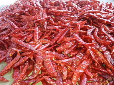Sjeme Chilli Seed(170 per packet)
