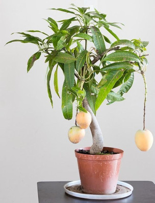 Ukanda Mango Plant(Hybrid, Pack of 1)