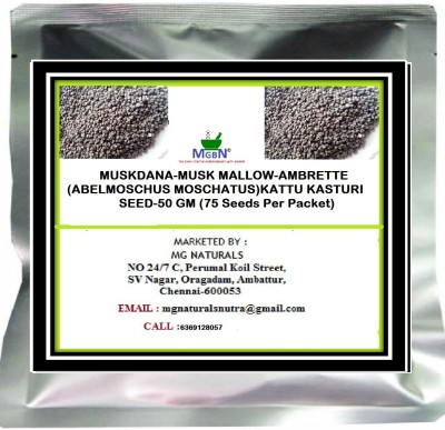 MGBN MUSKDANA-MUSK MALLOW-AMBRETTE (ABELMOSCHUS MOSCHATUS) KATTU KASTURI-SEED-50 GM Seed(75 per packet)