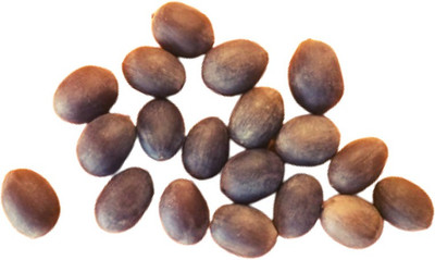 Epoojacart Tamara Ginjalu- Lotus Seeds -150 gms Approx. 108 seeds Seed(50 per packet)