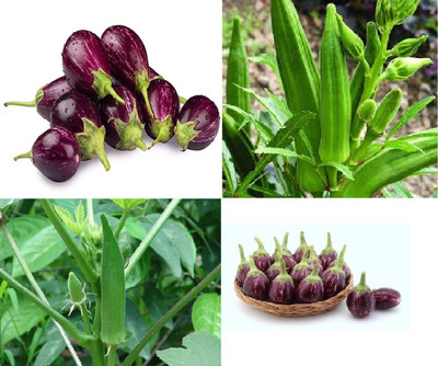 ORCHIDGREEN BRINJAL SEED, OKRA SEED Seed(100 per packet)