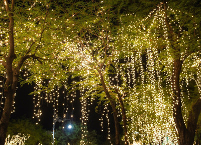 Infiprises 20 LEDs 5 m Gold Steady String Rice Lights(Pack of 1)