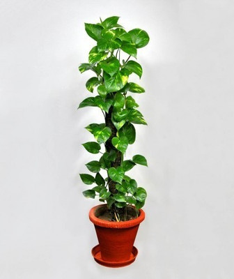 NRDhub Money Plant(Hybrid, Pack of 1)