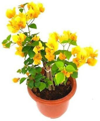 samarthgreen Bougainvillea Plant(Hybrid, Pack of 1)
