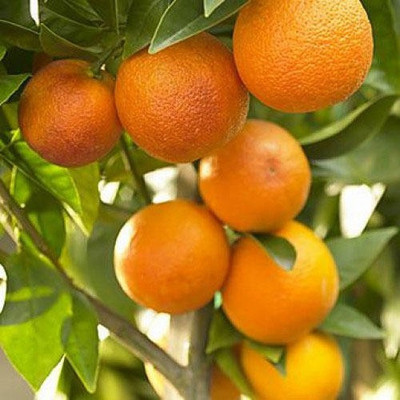 V Seed Darjeeling Mandarin Seeds Seed(70 per packet)