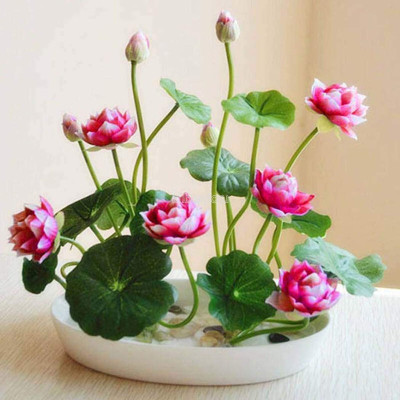 JasBerk Lotus (Kamal) Seed(50 per packet)