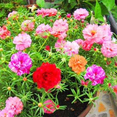 XOLDA Exotic Portulaca Mixed Flower Seed(36 per packet)