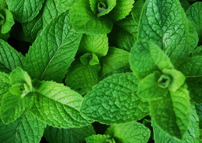 PLANTZON Mint Seed(46 per packet)