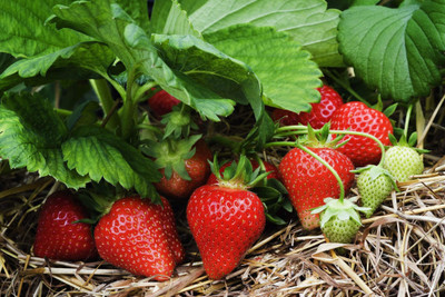 PLANTZON StrawBerry Fruit Hybrid Seed(11 per packet)