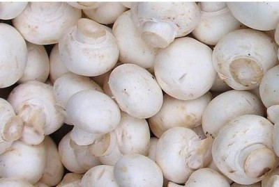 PLANTZON Mushroom Seed(10 per packet)