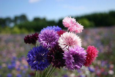 Paudha Cornflower Mix flower Seed(36 per packet)