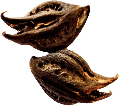 D'Mega Mart Bat Head Root Seed(100 per packet)