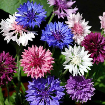 Paudha Cornflower Mix flower Seed(36 per packet)