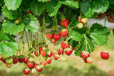 Paudha StrawBerry Fruit Hybrid Seed(11 per packet)