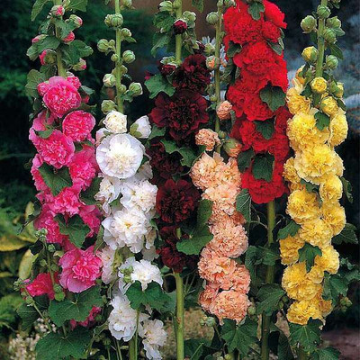 Paudha Hollyhock Mix Seed(40 per packet)