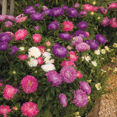 Paudha Cornflower Mix flower Seed(36 per packet)