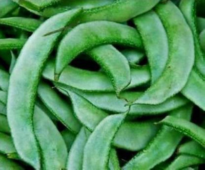 Chalisa Dolichos, dolicos Seed(20 per packet)