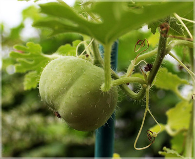 LYRS apple gourd Seed(70 per packet)