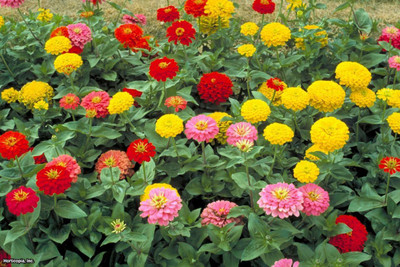 CRGO ZINNIA Seed(80 per packet)