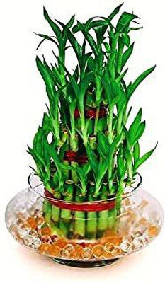 minatigreenhouse Two Layer Bamboo Plant(Hybrid, Pack of 1)