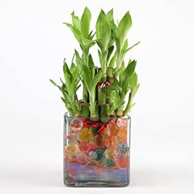 GHF Two Layer Bamboo Plant(Hybrid, Pack of 1)