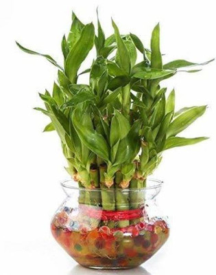 GHF Two Layer Bamboo Plant(Hybrid, Pack of 1)